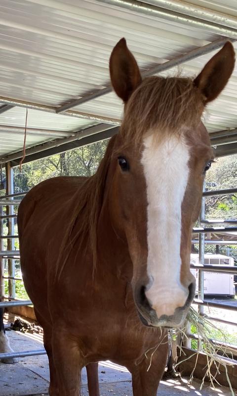 Apollo the Horse