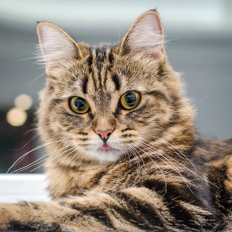 Cross the Cat