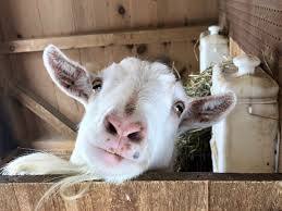 Ernie the Goat