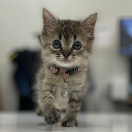 Selene the Kitten