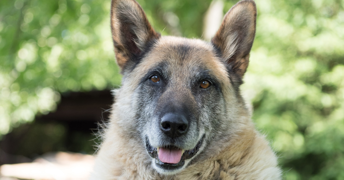 Sundae the German Shepherd